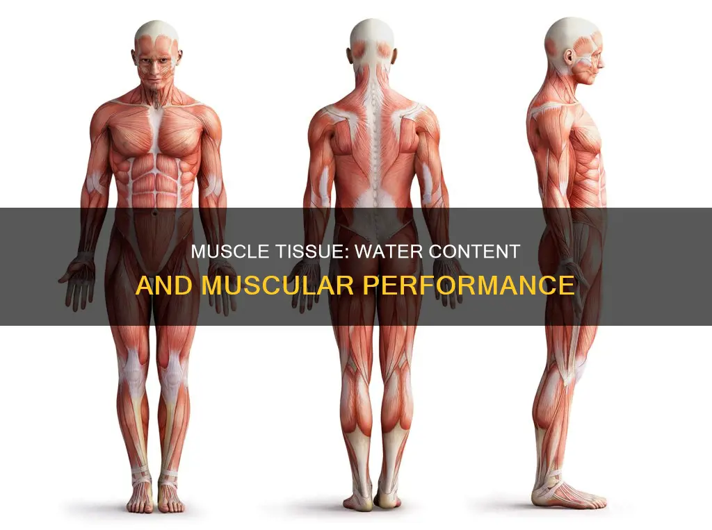is muscle made of water