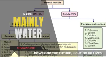 Muscle Tissue: More Water Than Muscle?