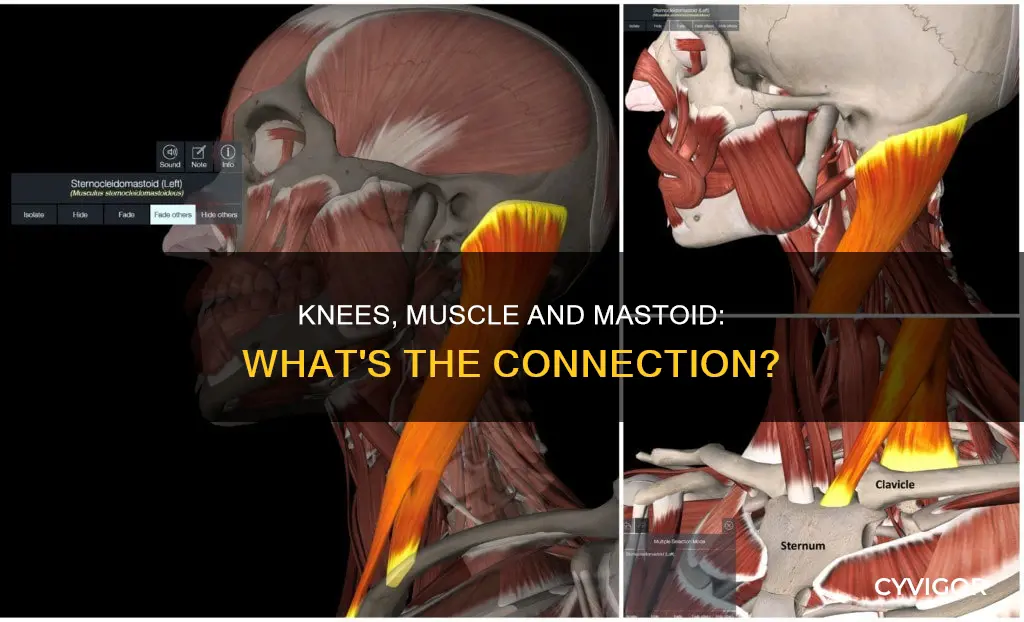 is muscle mastoid by knees