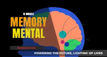 Muscle Memory: Physical or Mental Phenomenon?