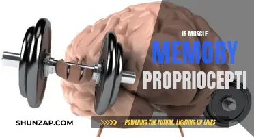Muscle Memory and Proprioception: What's the Connection?