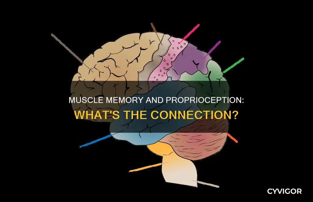 is muscle memory proprioception