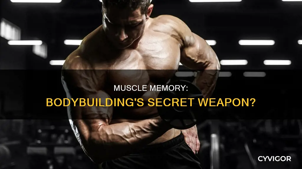 is muscle memory real bodybuilding