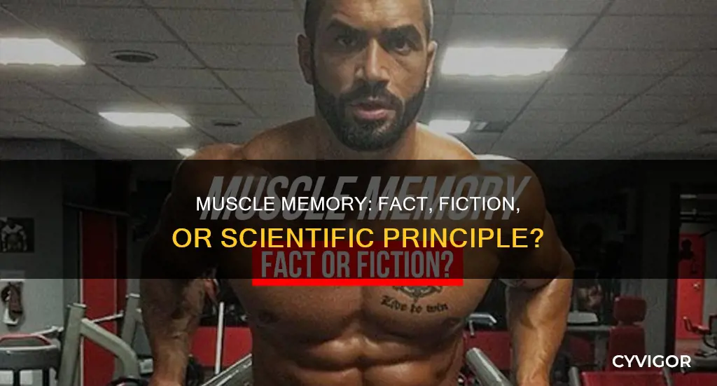 is muscle memory real science