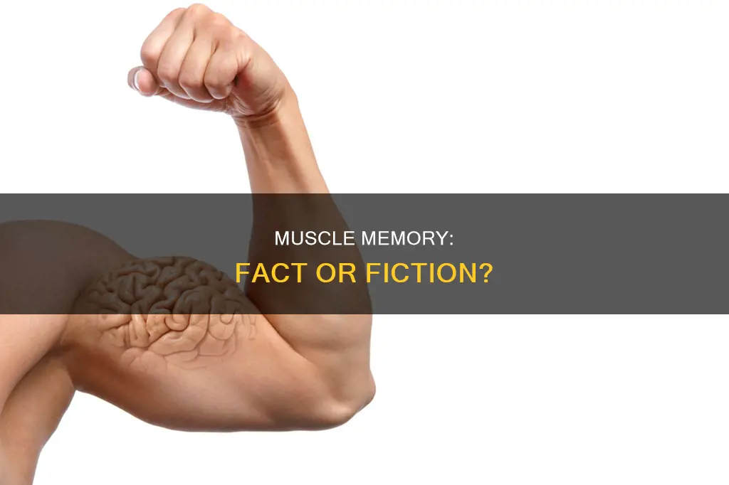 is muscle memory real