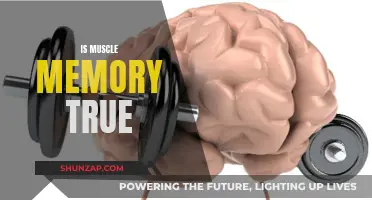 Muscle Memory: Fact or Fiction?