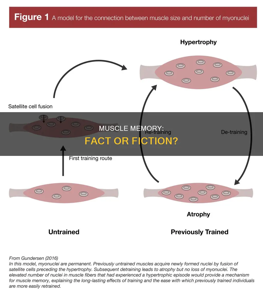 is muscle memory true