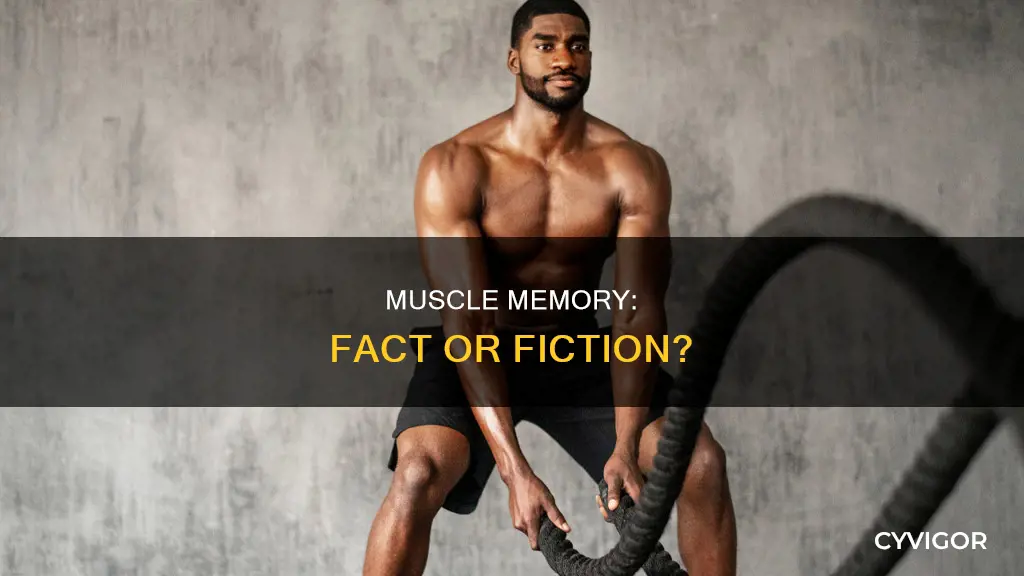 is muscle mempry real