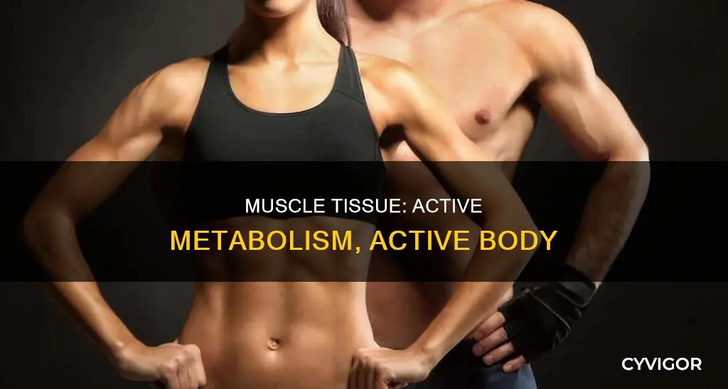 is muscle metabolically active