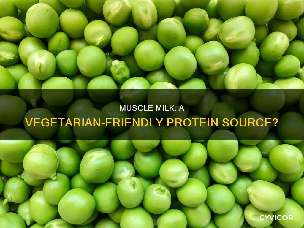 is muscle milk vegetariuan