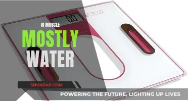 Muscle Tissue: Water-Based Powerhouses