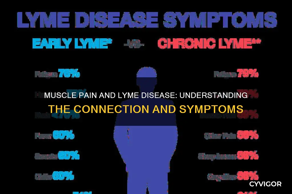 is muscle pain a symptom of lyme disease