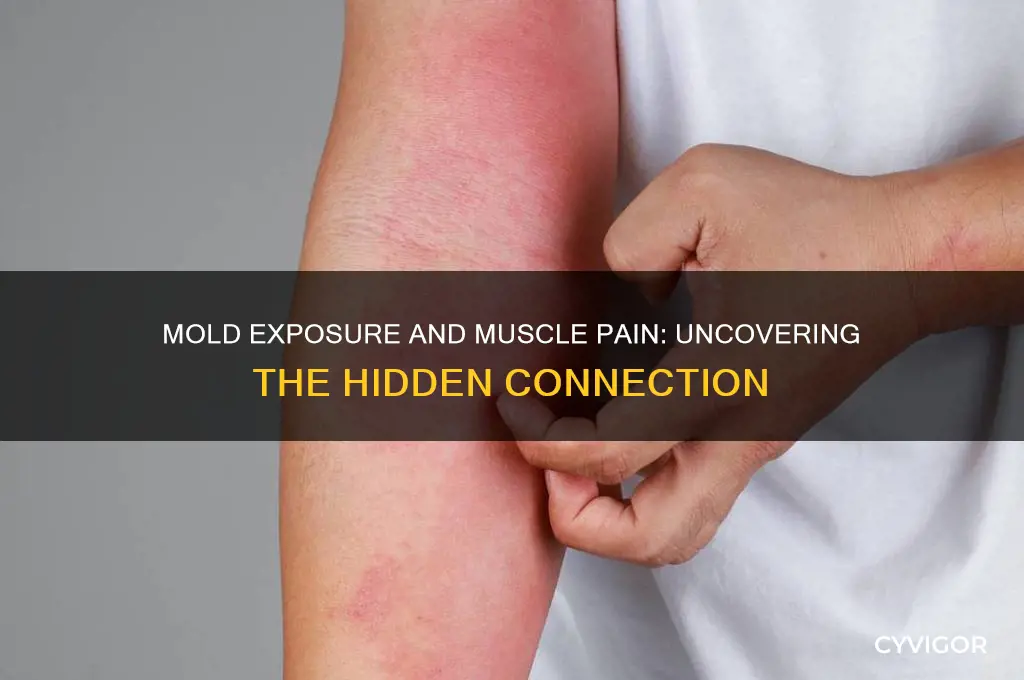 is muscle pain associated exsposure to long periods mold