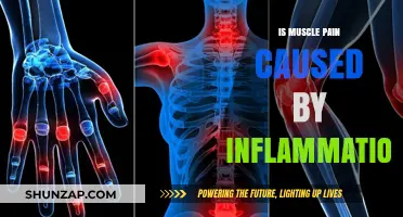 Inflammation and Muscle Pain: What's the Link?
