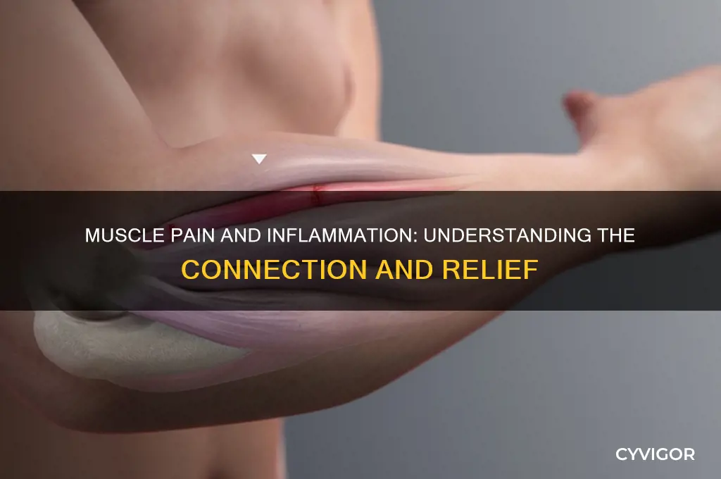 is muscle pain inflammation