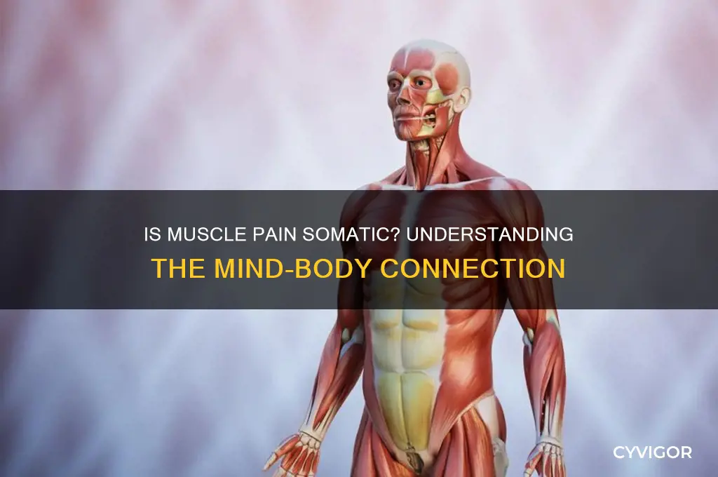 is muscle pain somatoic