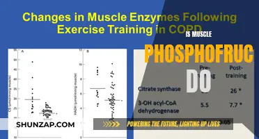 Muscle Phosphofructokinase: What It Does and Why It Matters