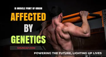 Unraveling the Genetic Blueprint of Muscle Origin and Development