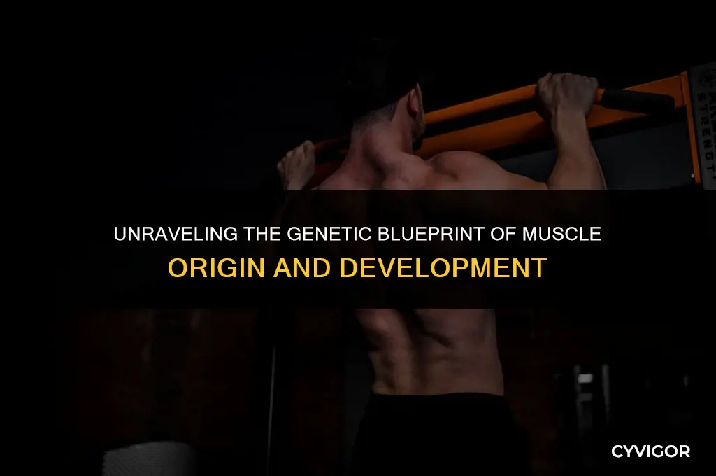 is muscle point of origin affected by genetics