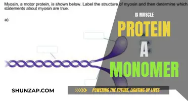 Muscle Protein Structure: Monomer or Polymer?