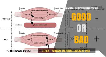 Muscle Protein Breakdown: Understanding Its Role in Fitness and Health