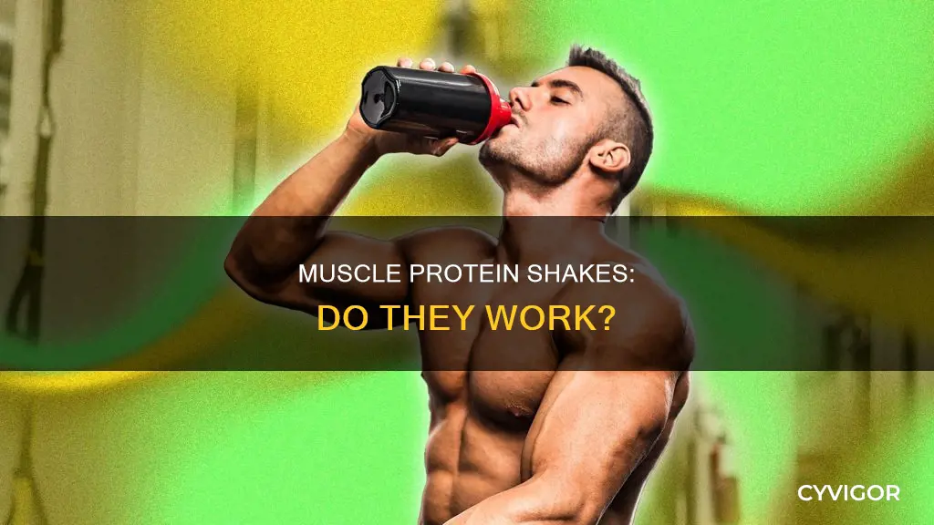 is muscle protein shake