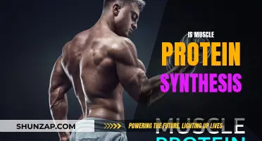 Muscle Protein Synthesis: Building Blocks of Muscles