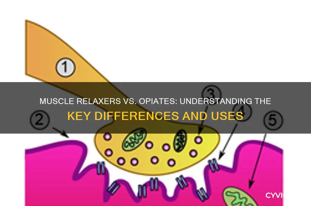 is muscle relaxers a opiate