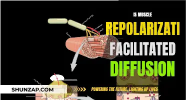 Muscle Repolarization: Is It Facilitated Diffusion?