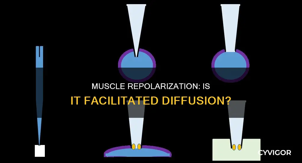 is muscle repolarization facilitated diffusion