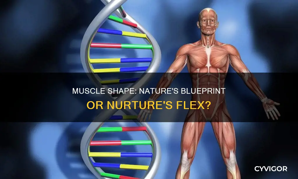 is muscle shape genetic