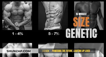 Muscle Size: Nature or Nurture?