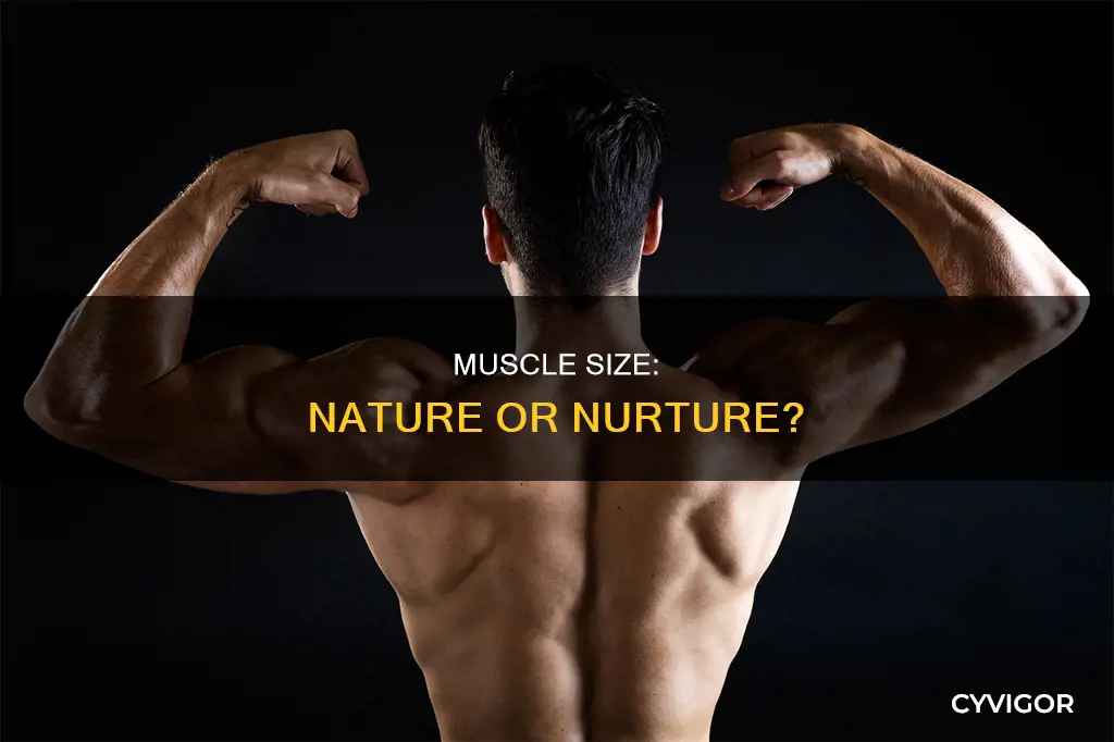 is muscle size genetic