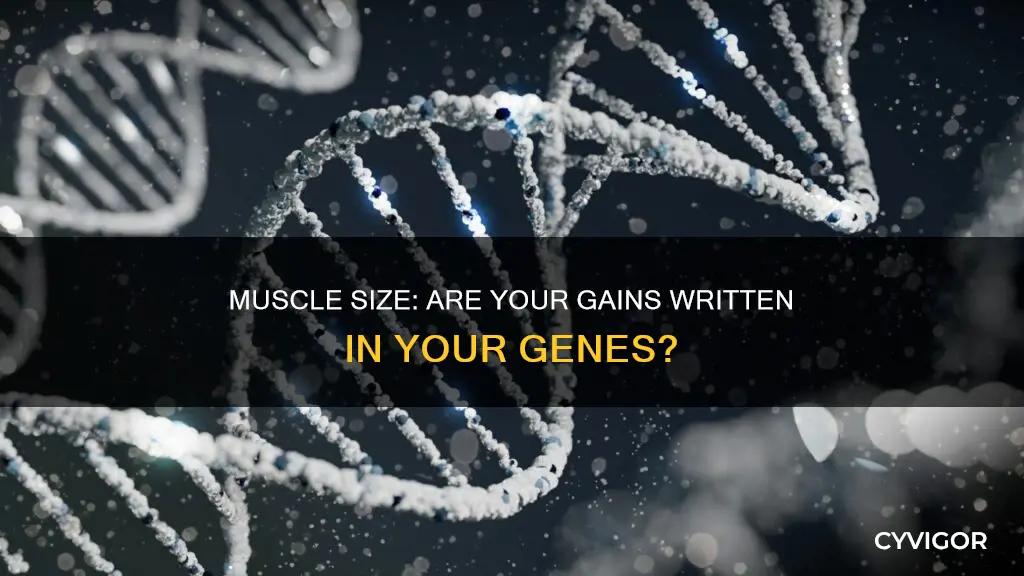 is muscle size heritable