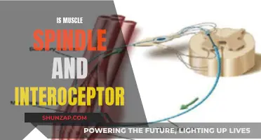 Muscle Spindles and Interoceptors: Understanding Their Unique Functions