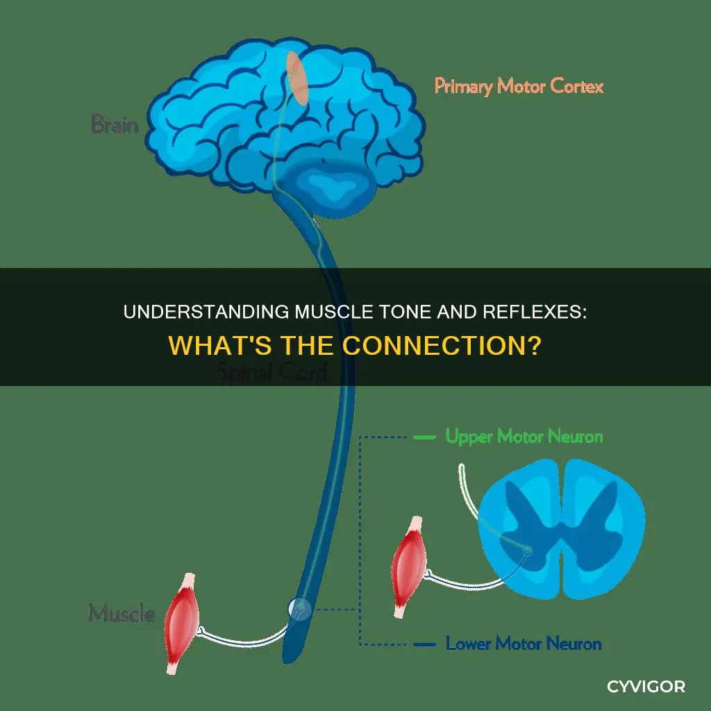 is muscle tone reflexes