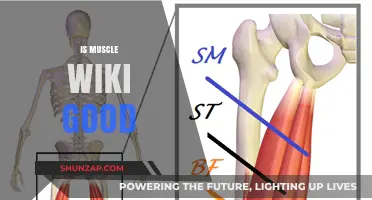 Is Muscle Wiki Reliable? A Critical Review of Its Fitness Content