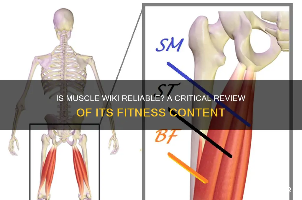 is muscle wiki good