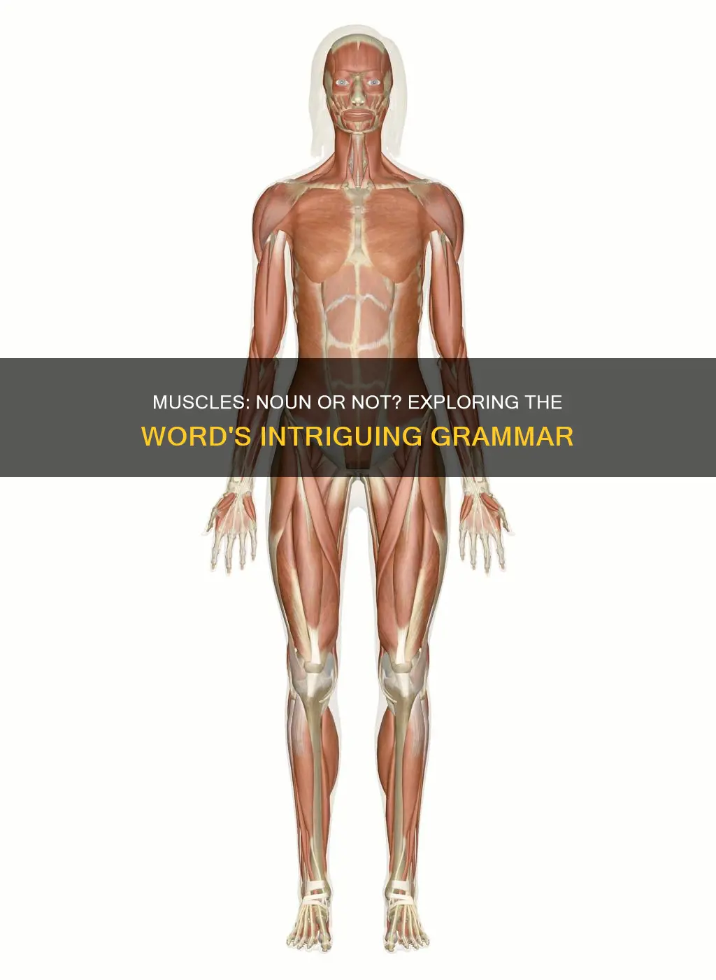 is muscles a noun