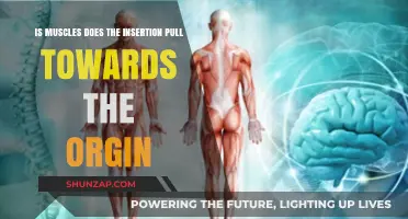 Muscle Mechanics: Does Insertion Pull Towards Origin in Movement?