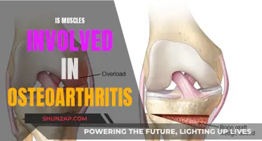 How Muscles Influence Osteoarthritis Development