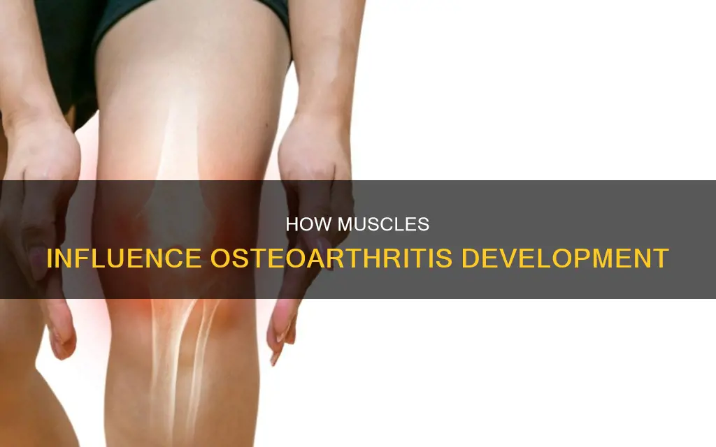 is muscles involved in osteoarthritis