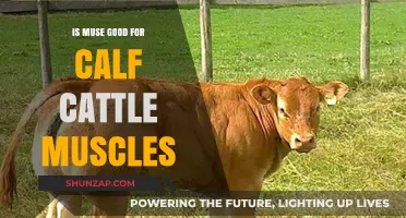 Boosting Calf Cattle Muscle Growth: Is Muse the Solution?
