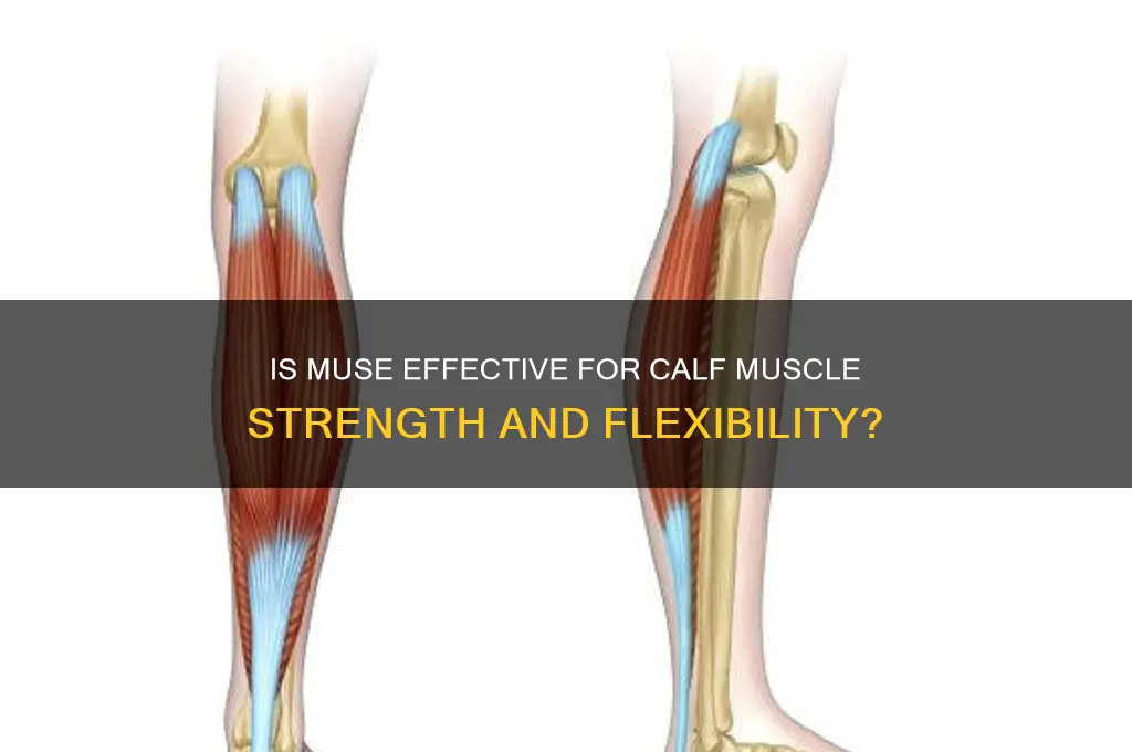 is muse good for calf muscles