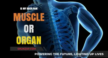 Back Pain: Muscle Strain or Organ Issue? How to Tell
