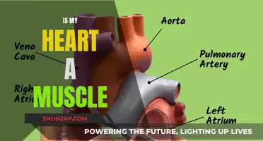 The Heart: Muscle or More?