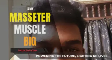 Masseter Muscle: Why is Mine So Big?