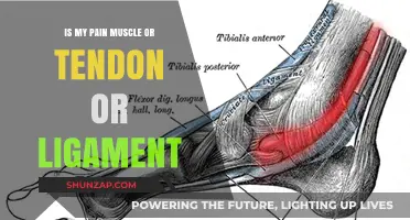 Muscle, Tendon, or Ligament Pain: Identifying the Source of Your Discomfort
