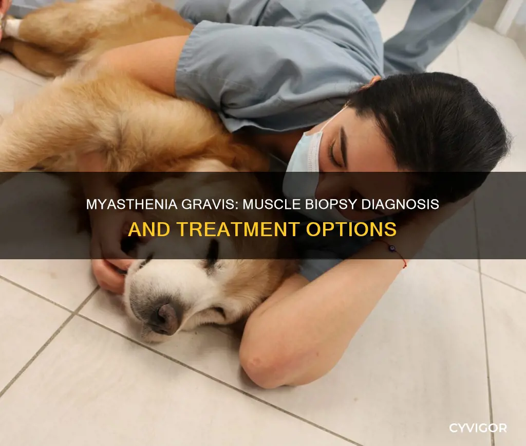 is myasthenia gravis muscle biopsy