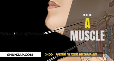 Neck Muscle: Fact or Fiction?